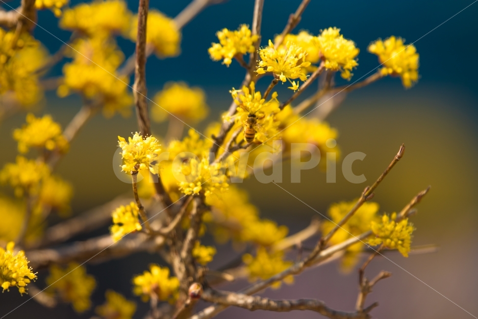 풍경,구례,산수유,잔연,꽃,플라워,일상,스냅,감성,봄,봄,계절,spring,season,식물,자연,plants,nature,꽃,flower,동물,animal,곤충,벌레,insect,bug,색깔,색상,색채,색감,color sense,color sensitivity,feeling of color,plant