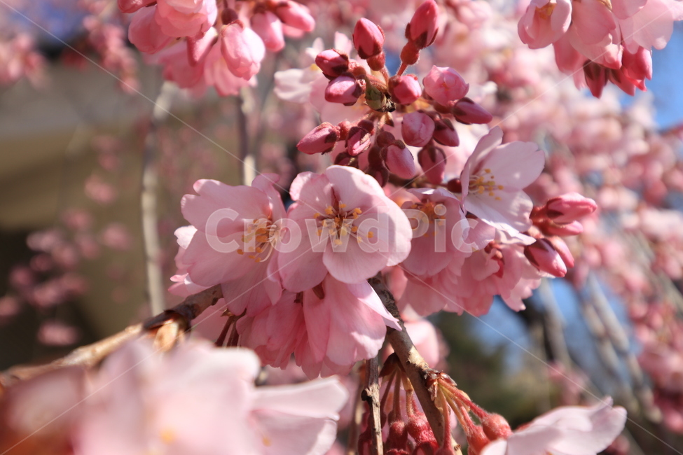 봄,벚꽃,꽃,spring,flower,cherryblossoms,봄,계절,spring,season,식물,자연,plants,nature,꽃,flower,plant,blossom
