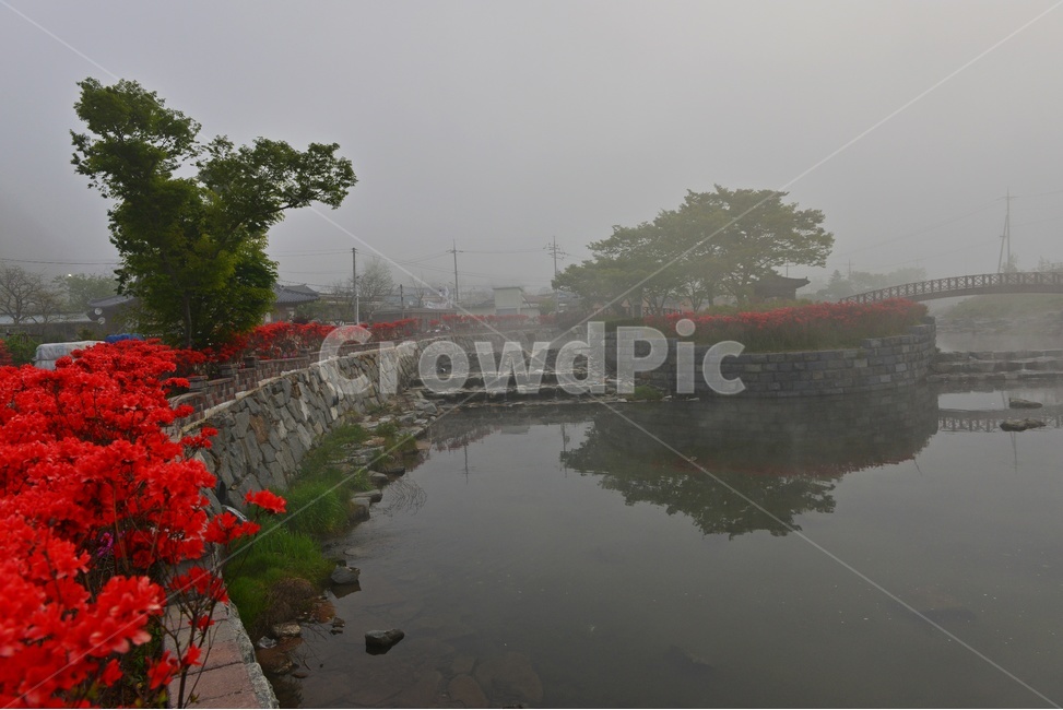 전남,화순,한옥마을,물안개,아침,철쭉꽃,철쭉,꽃,봄,계절,plant,식물,tree,나무,nature,자연,outdoors,옥외