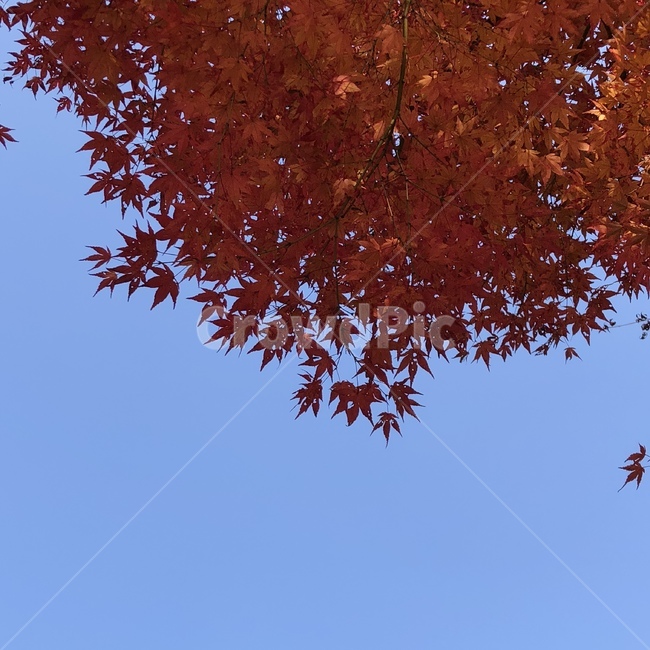 가을,하늘,단풍,fall,sky,가을,계절,fall,autumn,season,leaf,잎,plant,식물,tree,나무,maple