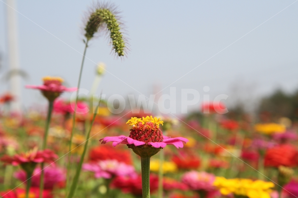 꽃,백일홍꽃,식물,자연,감성사진,식물,자연,plants,nature,꽃,flower