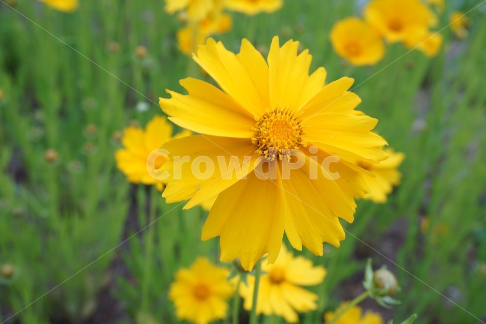 plant,식물,flower,꽃,자연,식물,자연,plants,nature,꽃,flower