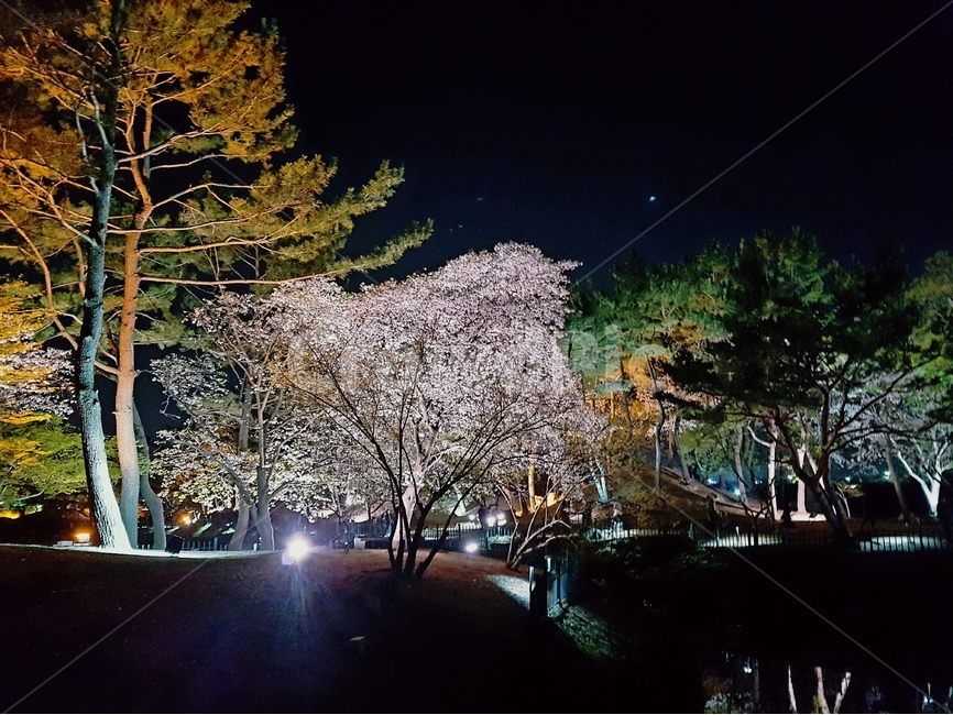 야경,벚꽃,산책,풍경,나무,조명,밤풍경,봄,계절,spring,season,자연,풍경,nature,landscape,야경,밤,nightscape,night,식물,plants,나무,trees,wood,plant,tree