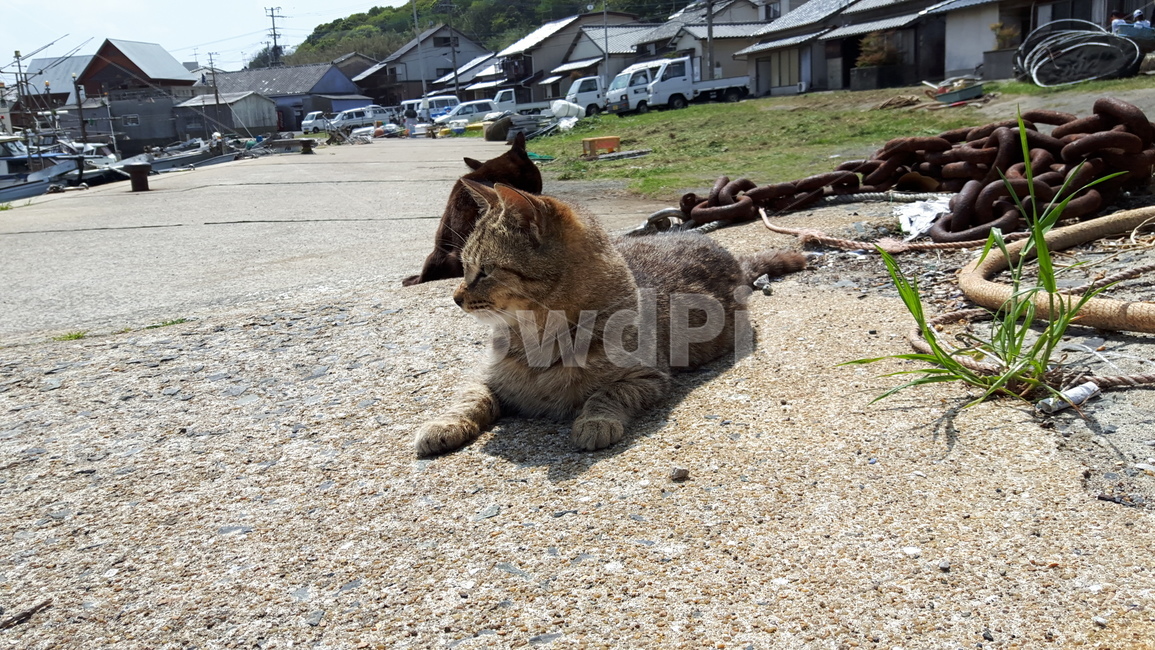 고양이,고양이섬,일본고양이섬,아이노시마,후쿠오카