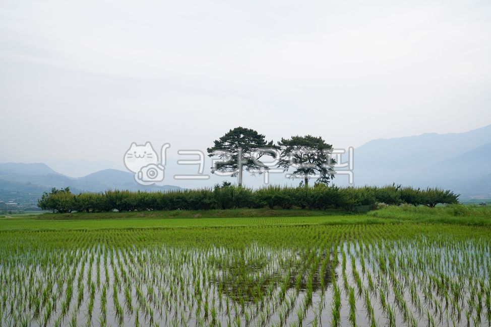 자연,nature,옥외,outdoors,논,paddyfield,필드,field,목초지,grassland,모내기,벼,벼논,식물,나무,소나무,부부송,산,안개,먼산,반영,물,물논,평사리,하동,최참판댁