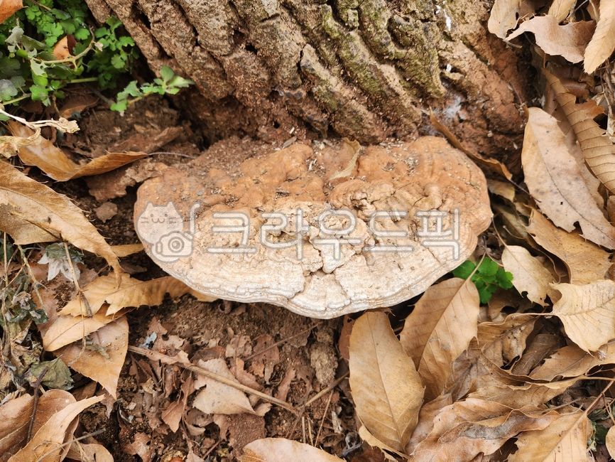 Pine Butterfly,Medicinal mushrooms,stool mushroom,anticancer effect,Jannabi Eternal Herb,mushroom