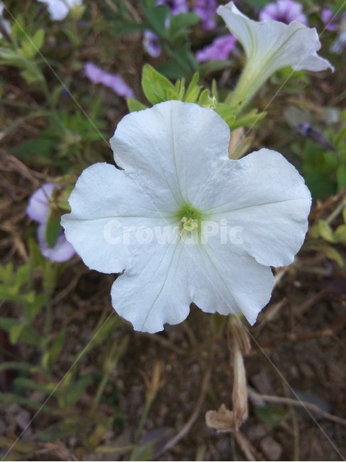 꽃,플라워,봄,봄꽃,뷰티풀,flower,bloom,beautiful,geranium,제라늄,plant,식물,하얀색,식물,자연,plants,nature,꽃,flower
