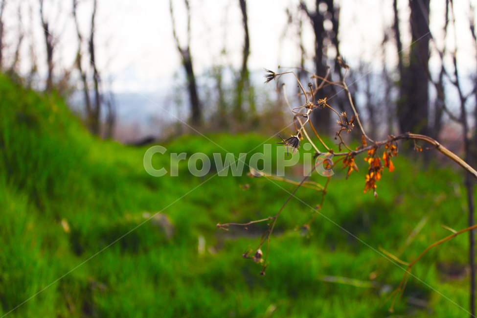 산,잔디,꽃,마른꽃,가을,식물,자연,plants,nature