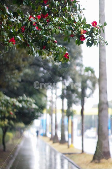 꽃,동백,동백꽃,비오는날,제주도,식물,자연,plants,nature,꽃,flower,비,비오는날,rain,rainy