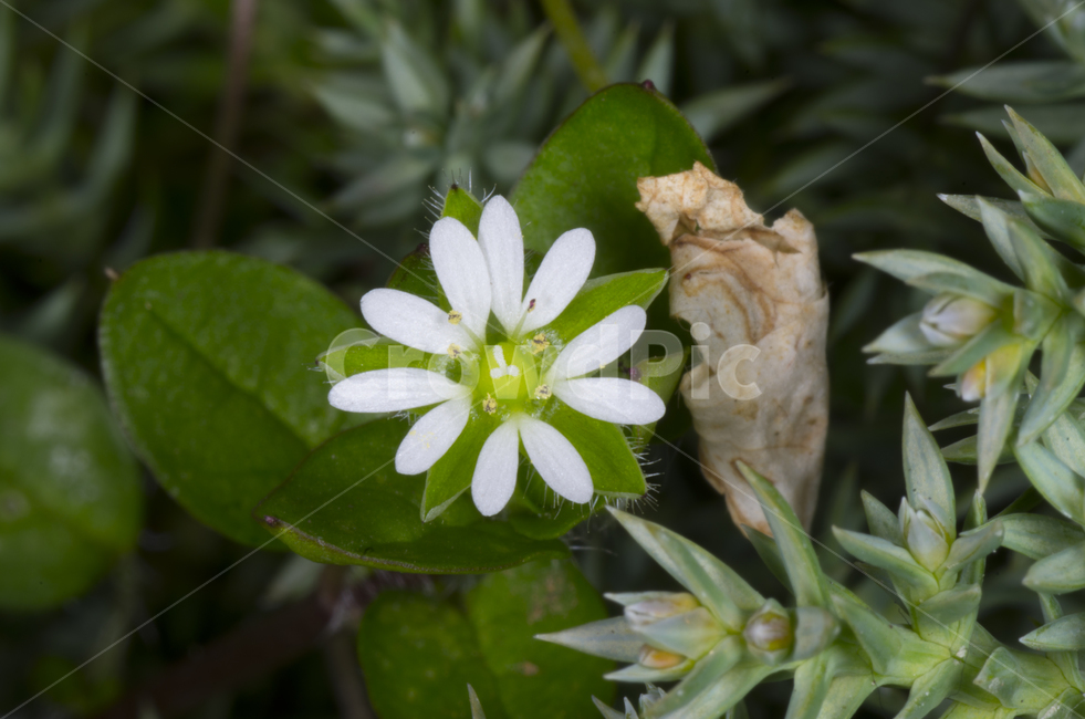 chickweed,별꽃,감성,자연,계절,접사,봄,봄꽃,흰꽃,하얀꽃,잡초,잡풀,풀꽃,꽃