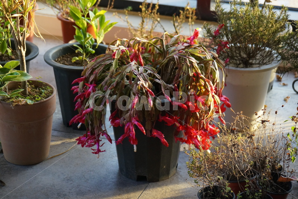 plant,식물,pottedplant,화분,vase,병장식,jar,항아리,pottery,도기류,선인장,선인장꽃,꽃,분홍색꽃