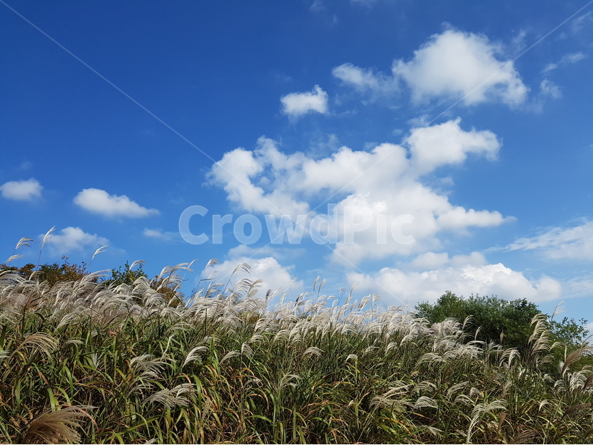 영인산,억새,하늘,가을,풍경,해,뭉게구름,가을,계절,fall,autumn,season,자연,풍경,nature,landscape,plant,식물,grass,잔디,lawn