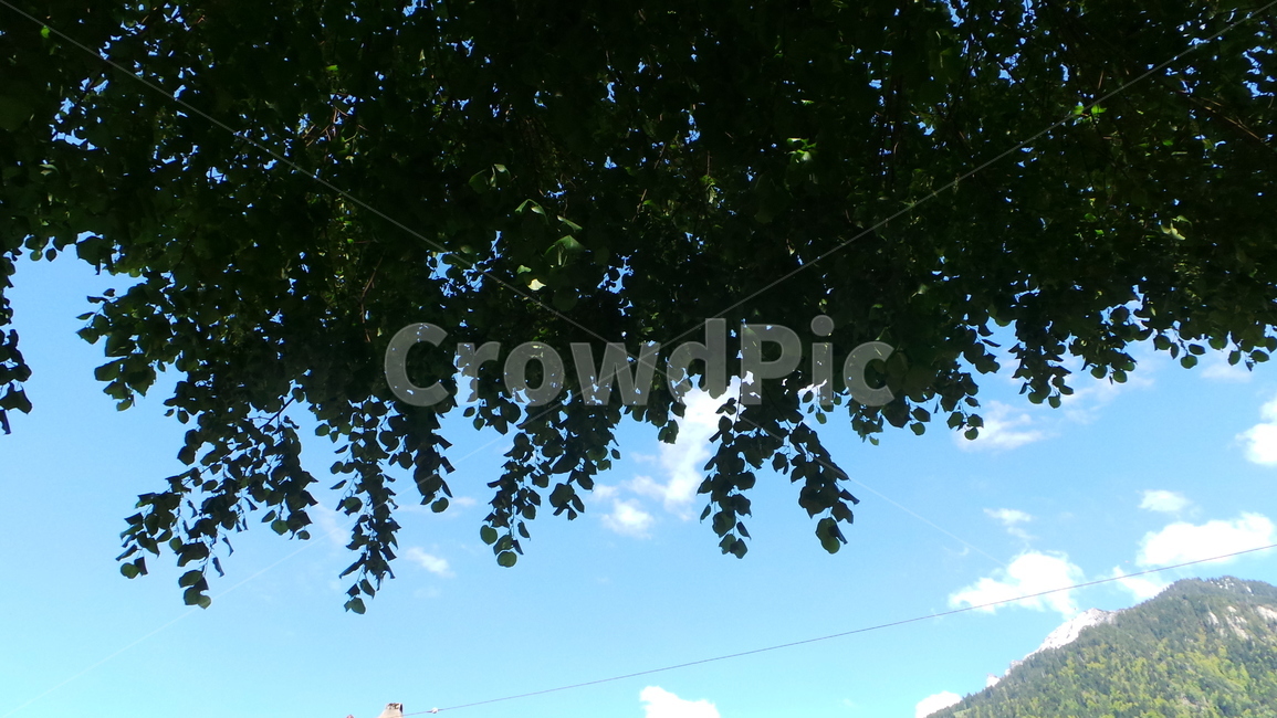 tree,나무,plant,식물,sky,하늘,nature,자연,자연,풍경,nature,landscape