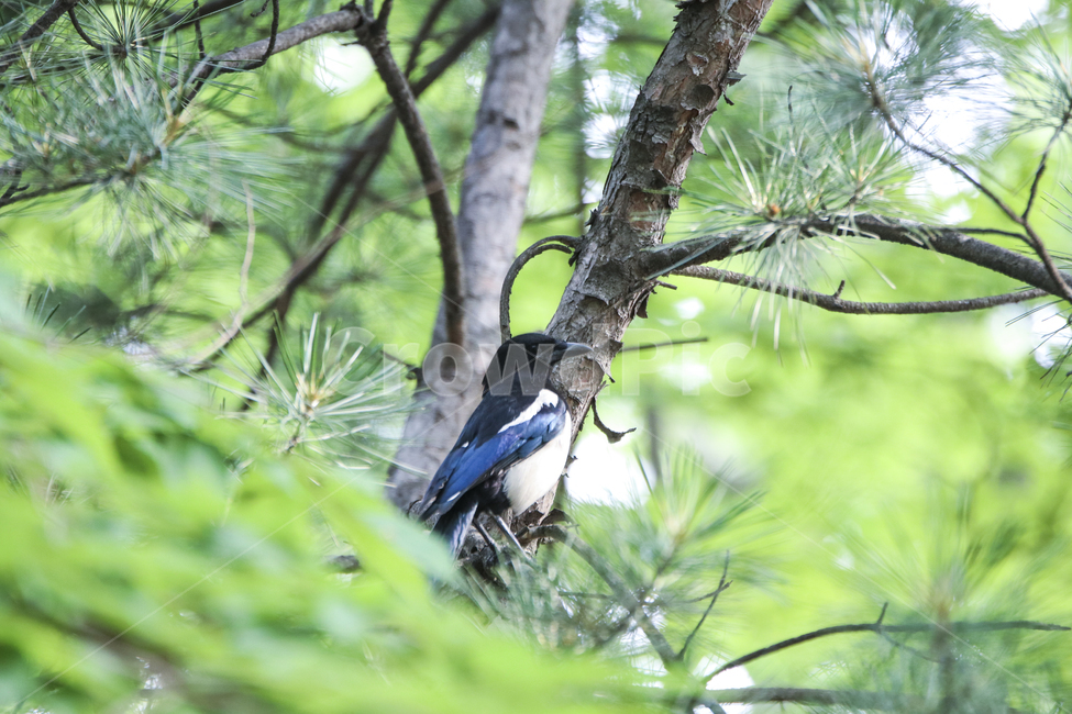 까치,새,조류,자연,생태,나무,bird