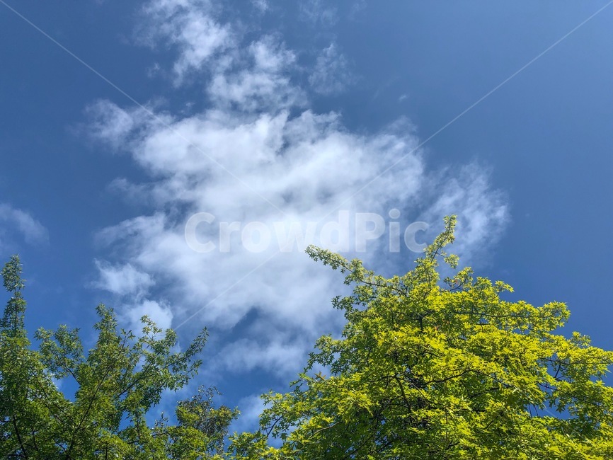 하늘,좋은날,맑은날,구름,나무,자연,풍경,nature,landscape,weather,날씨,outdoors,옥외,cloud,cumulus,적운,sky
