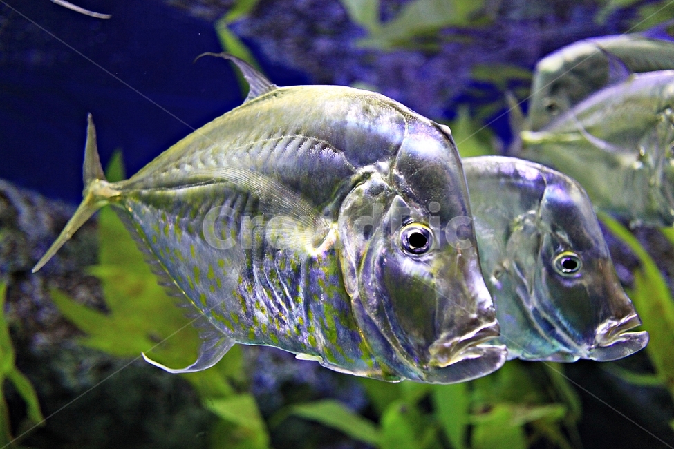 물고기,아쿠아리움,수족관,물,어패류,동물,animal,어류,물고기,fish