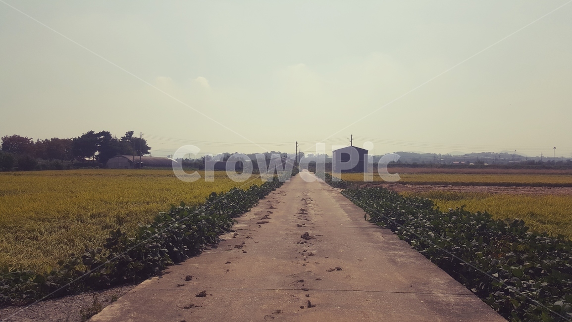 도로,아스팔트,논,비포장도로,하늘,길,들,자연,풍경,nature,landscape,road,asphalt
