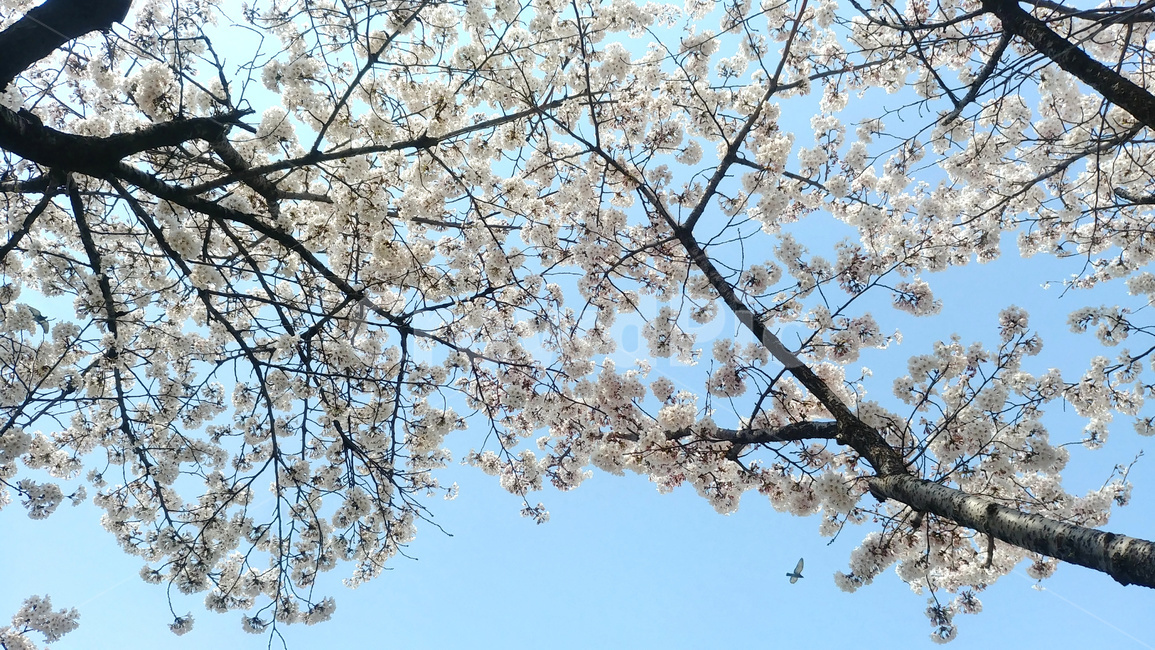 벚꽃,벚꽃나무,나무,봄,만개,새