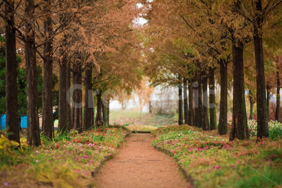식물원,야생화,가을,나무,단풍,자연,풍경,nature,landscape,가을,계절,fall,autumn,season,휴식,힐링,rest,relaxation,healing,tree,plant,식물,tree trunk,나무 줄기