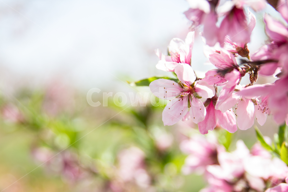 식물,plant,복숭아,복사꽃,꽃,식물,자연,plants,nature,꽃,flower