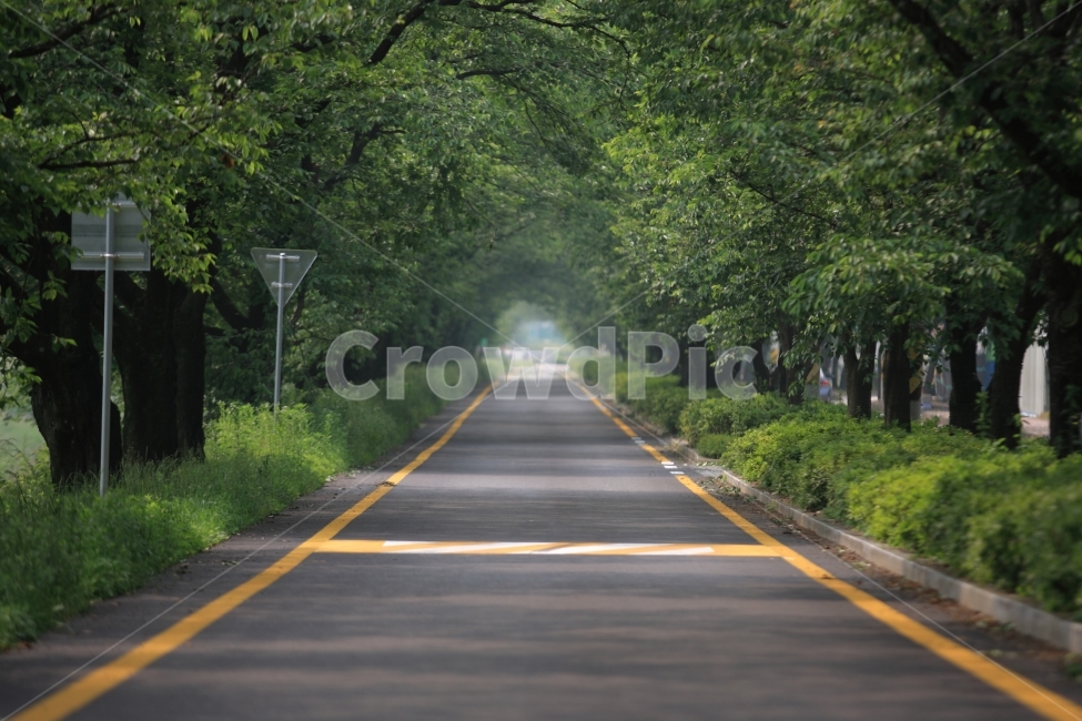 spring,cherry,cherry blossom road,road,nature,sight,travel