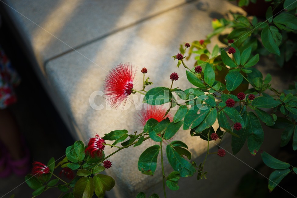 칼리안드라,꽃,열대식물,flower,plants,빨강,식물,자연,plants,nature,꽃,flower