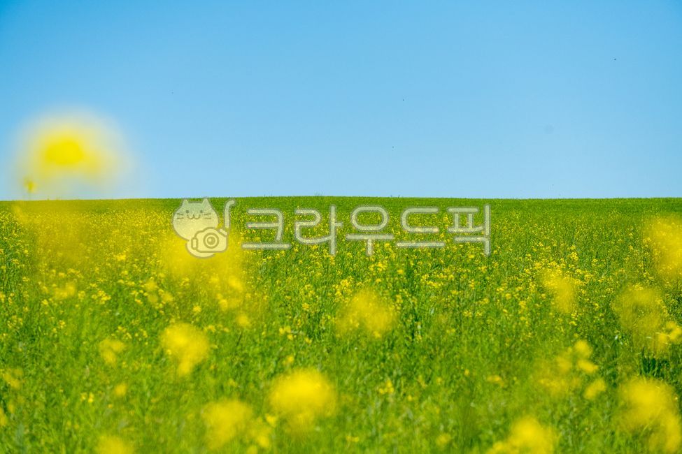곡식,보리,청보리,곡물,추수,푸른,벌판,봄,가을,시골,농업,농사,agricuiture,bariey,초원
