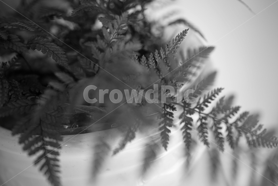 식물,고사리,양치식물,양치류,고사리과,식물,자연,plants,nature,실내용화초,화분,화초,house plant,흑백,모노톤,monochrome,black and white