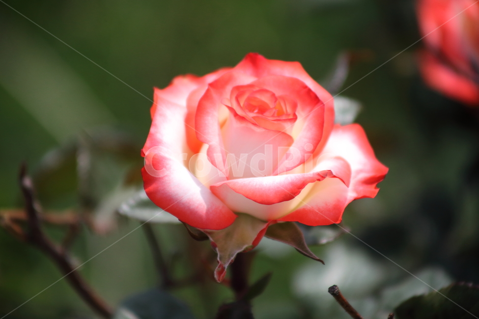 장미,꽃,봄,정원수,rose