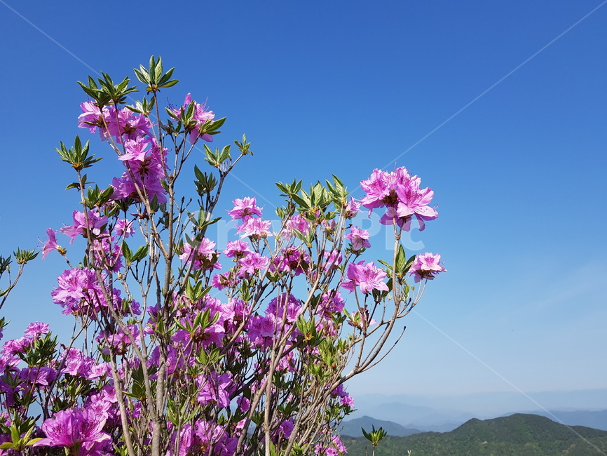 plant,식물,하늘,자연,꽃,nature,sky,flower,식물,자연,plants,nature,꽃,flower