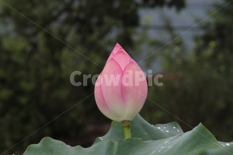 연,꽃,수생식물,약용식물,lotus,식물,자연,plants,nature,꽃,flower