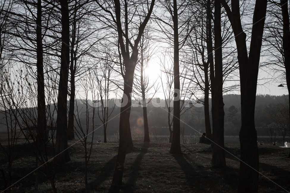역광,나무,숲,빛,자연,nature,햇빛,sun,light,나뭇가지,공원,park,단대호수,천호지공원