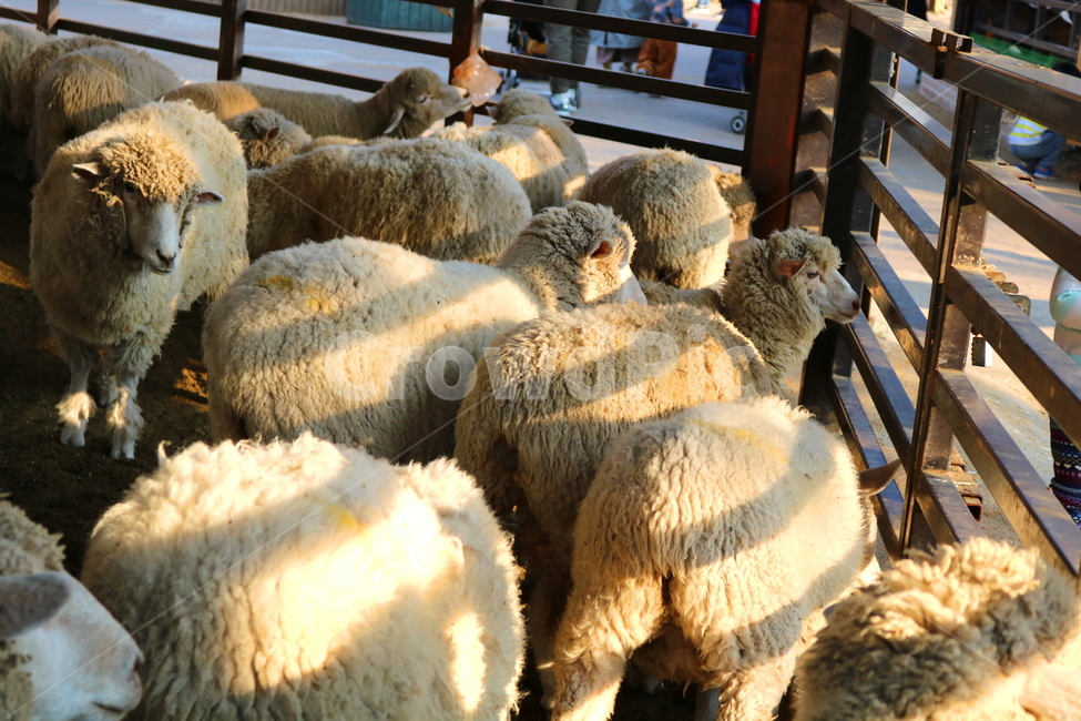 양,동물,포유류,초식동물,자연,목장,안성팜랜드,동물농장,동물,animal,포유류,mammal,산업,industry,industrial,목축업,목장,livestock farming,ranching,pasture