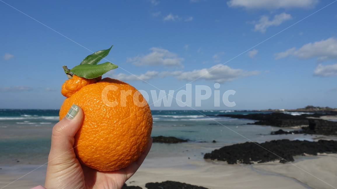 한라봉,제주도,바다,제주바다,제주한라봉,감성,음식,식재료,요리,food,cook,meal,dishes,food reserves,과일,열매,fruit