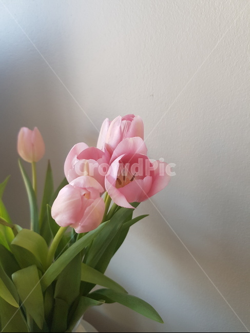 plant,식물,flower,꽃,튤립