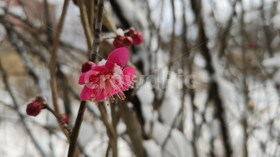 홍매화,매화,매화꽃,붉은매화꽃,홍매,자장매,설중매,plant,식물,flower,blossom,꽃,식물,자연,plants,nature,꽃,flower