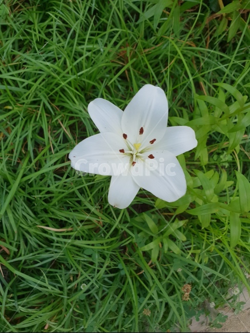 자연,식물,꽃,싱그러운,힐링,초록이,white,식물,자연,plants,nature,꽃,flower