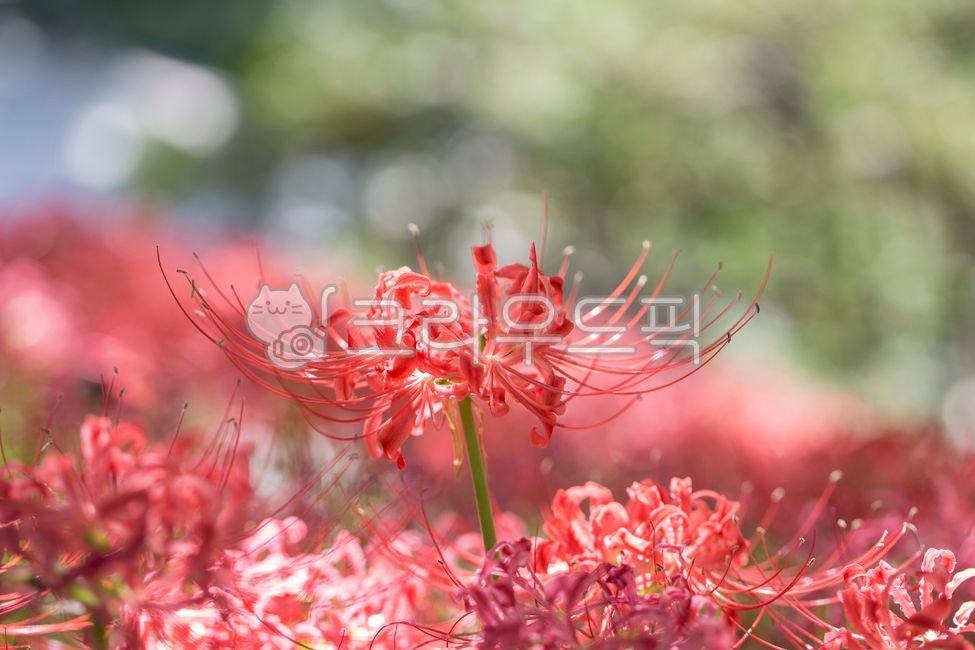 꽃무릇,석산,꽃,식물,군락,빛,붉은색,레드,초록,줄기,가을,꽃밭