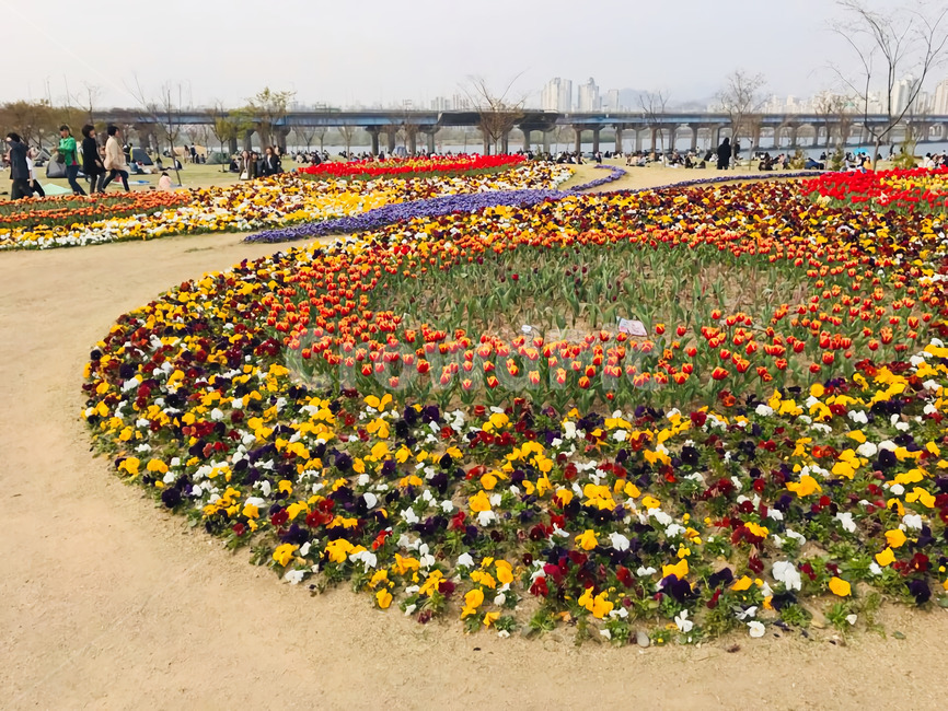 한강,꽃,장미,장미꽃,꽃축제,한강축제,한강대교,피크닉,체험학습,소풍,인간,사람,식물,hangang,hanriver,flower,rose,festival,picnic,human,person,plant