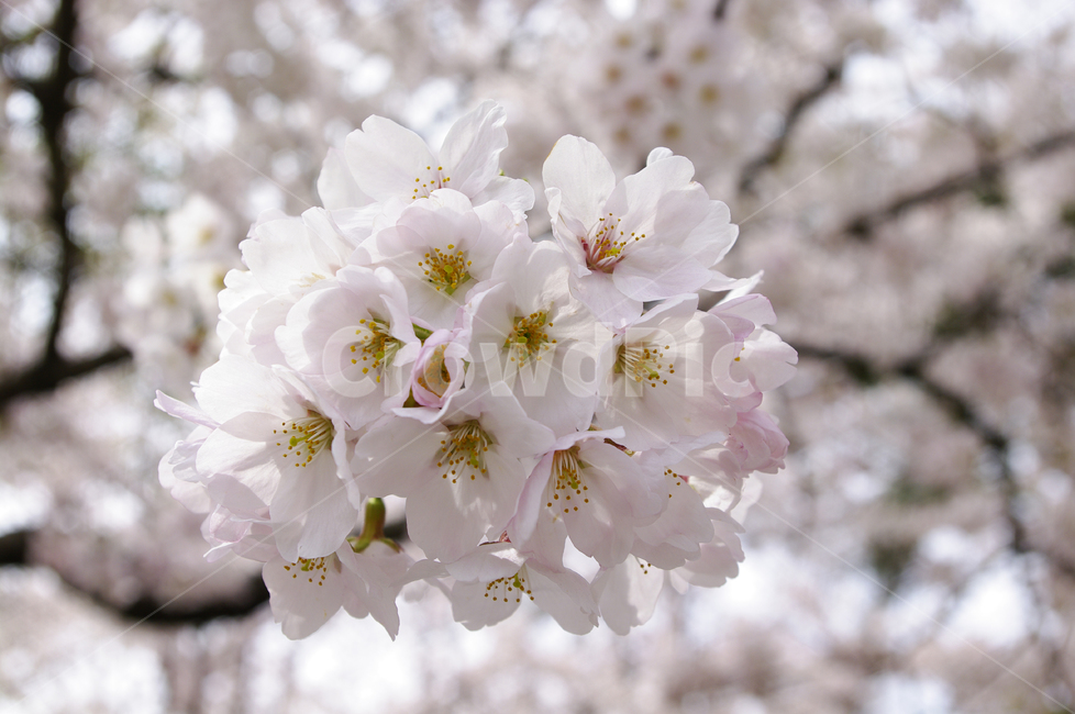 벚꽃,나무,꽃,식물,봄,flower,plant,봄,계절,spring,season,식물,자연,plants,nature,꽃,flower,blossom