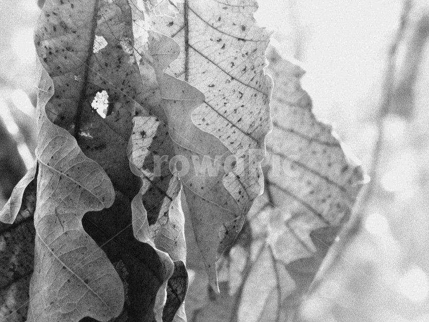 나뭇잎,가을잎,겨울입,낙엽,겨울산,흑백,모노톤,monochrome,black and white
