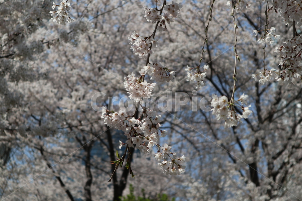 산책길,벚꽃,벚꽃나무,꽃,나무,plant,식물,flower,blossom