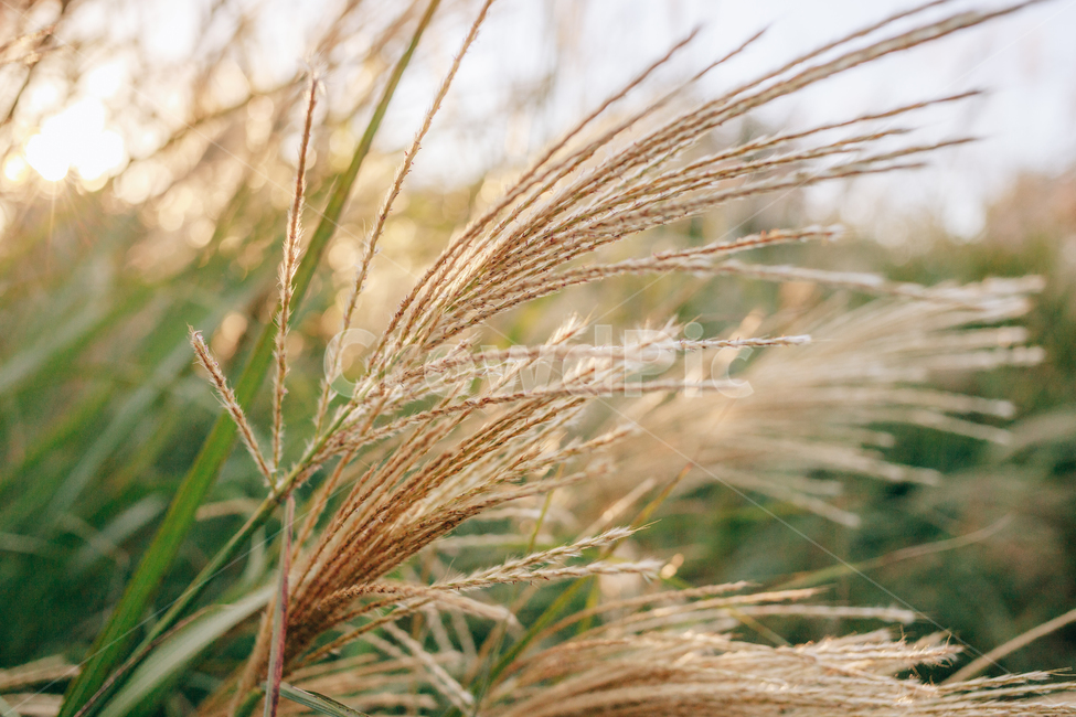 가을,갈대,햇살,햇볕,자연,풀,풀잎,잎사귀,가을,계절,fall,autumn,season,식물,자연,plants,nature,grass,잔디,plant