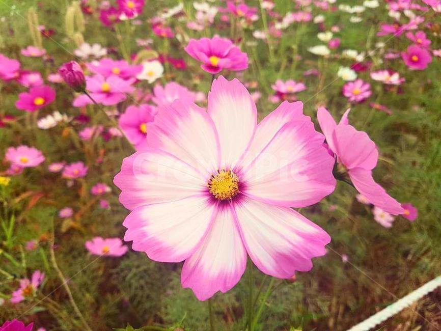 꽃,코스모스,분홍색,정원,꽃밭,가을,계절,fall,autumn,season,식물,자연,plants,nature,꽃,flower,blossom,petal,꽃잎,plant