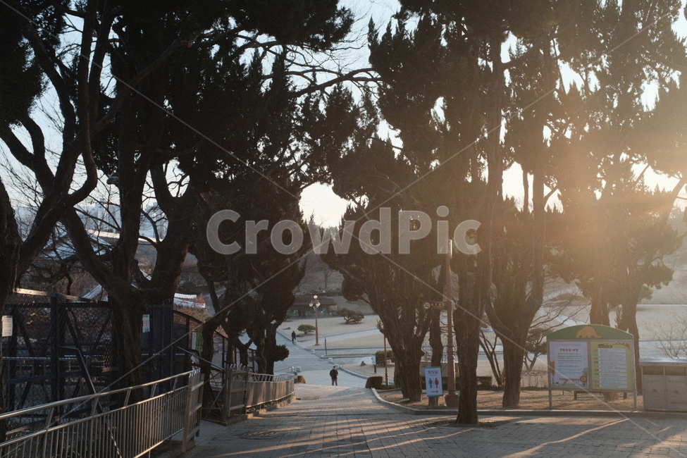 공원,햇볕,햇빛,나무,tree,park,산책,산책로