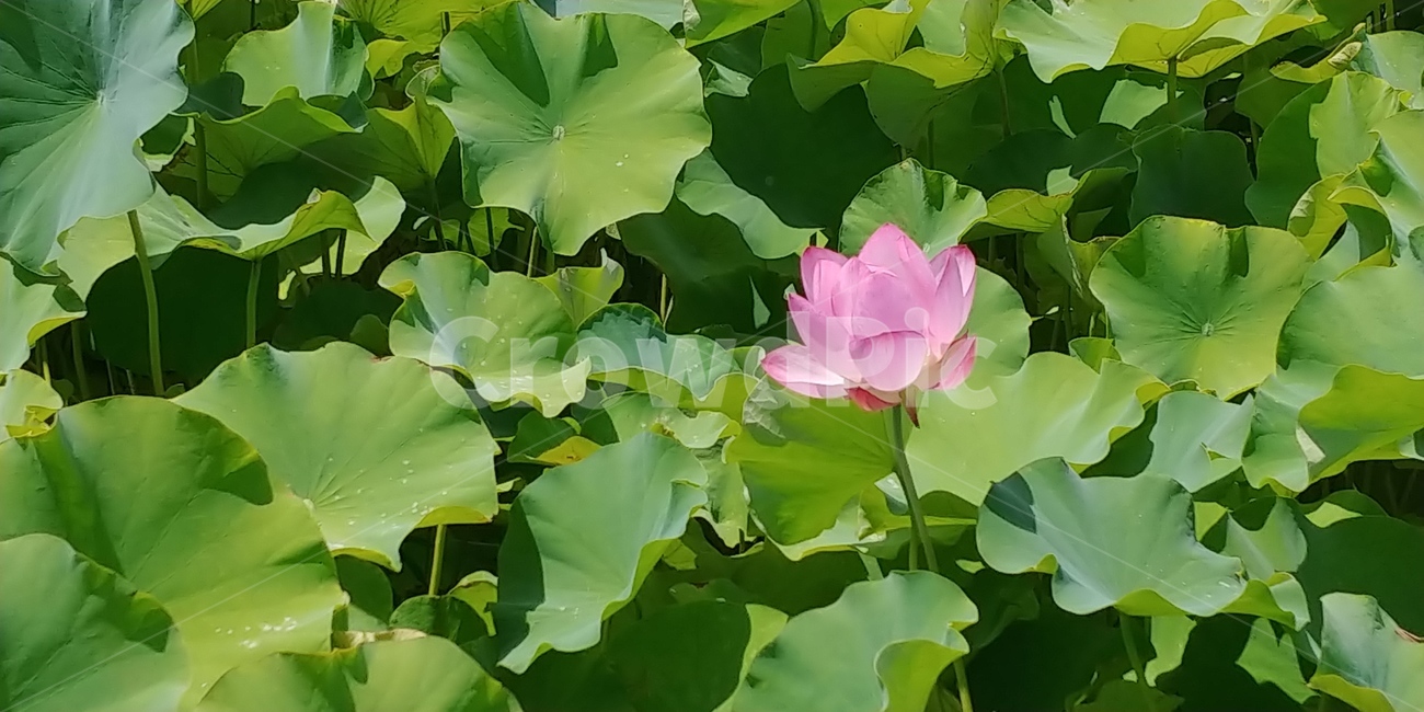 연꽃,lotus,식물,연잎,꽃,식물,자연,plants,nature,꽃,flower