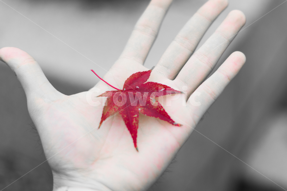 단풍,단풍잎,식물,빨강,손,손바닥,maple,leaf,plant,red,hand,가을,계절,fall,autumn,season,잎,tree,나무