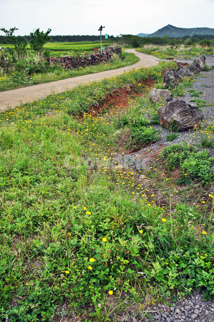 갑마장길,제주도,표선면,가시리,트레일,탐방로,오름,자연,풍경,nature,landscape