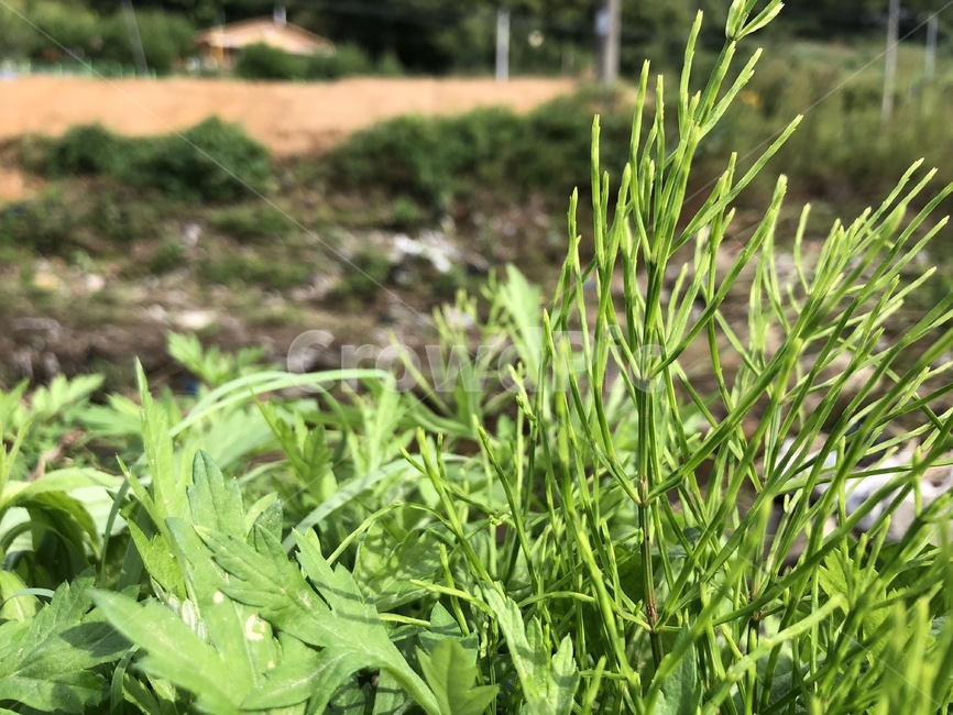 잡초,잡풀,생명력,초록,시골,풍경,삶,식물,자연,plants,nature