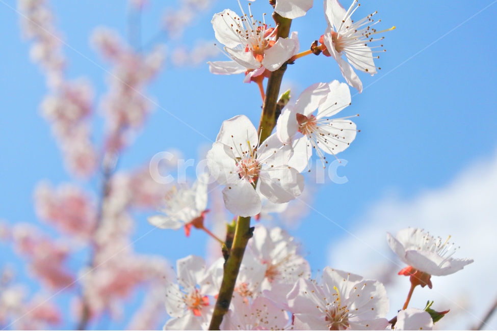 봄,꽃,감성사진,살구,살구꽃,연분홍,분홍,색감,자연,sky,pink,flower,봄,계절,spring,season,식물,자연,plants,nature,꽃,flower,plant